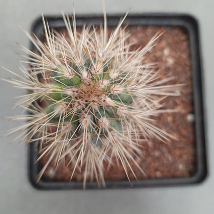 Pachicereus pringlei f variegata