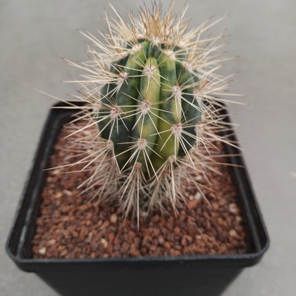 Pachicereus pringlei f variegata