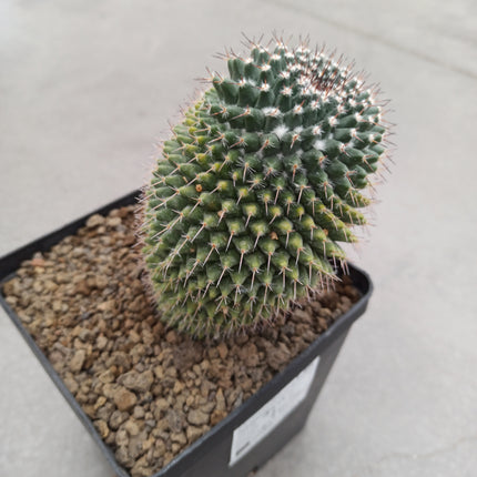Mammillaria magnimamma f. variegate