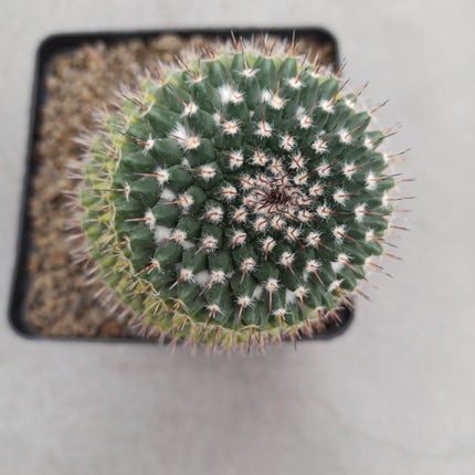 Mammillaria magnimamma f. variegate
