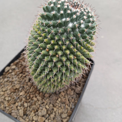 Mammillaria magnimamma f. variegate