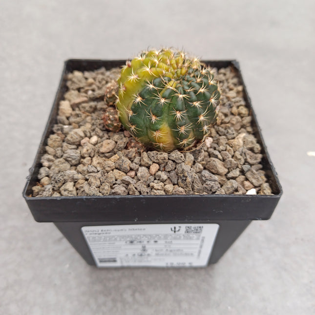 Hybride Echinopsis f. variieren