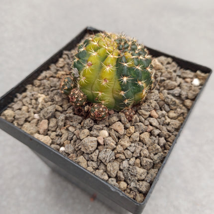 Hybrid Echinopsis f. variegate