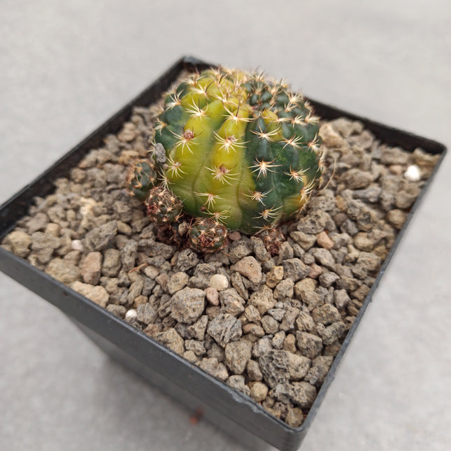Hybride Echinopsis f. variieren