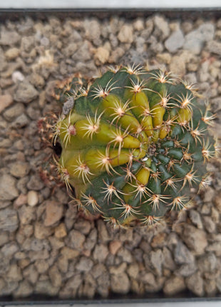 Echinopsis híbrido f. variegata