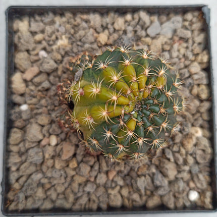 Hybrid Echinopsis f. variegate