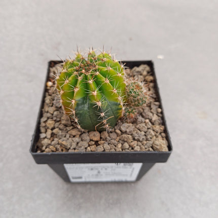 Hybrid Echinopsis f. variegate