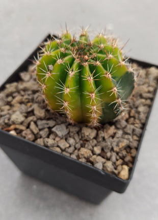 Echinopsis híbrido f. variegata