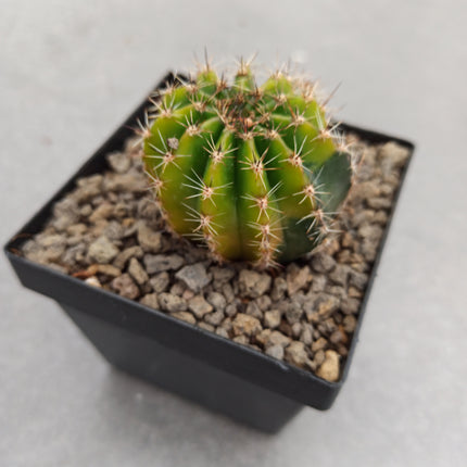 Hybrid Echinopsis f. variegate