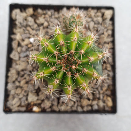 Hybrid Echinopsis f. variegate