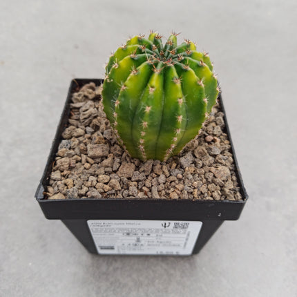 Hybrid Echinopsis f. variegate