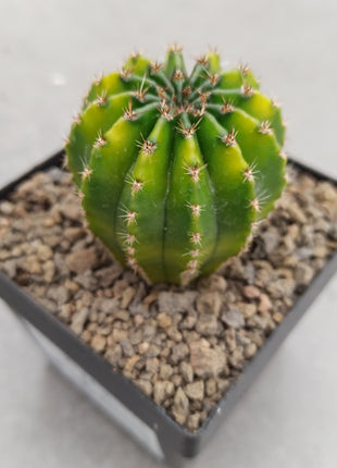 Echinopsis híbrido f. variegata