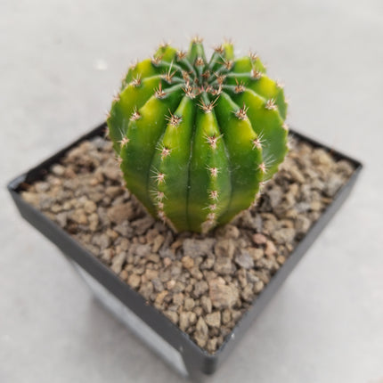 Hybrid Echinopsis f. variegate
