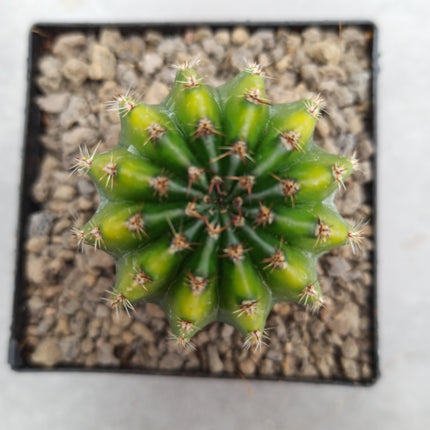 Hybrid Echinopsis f. variegate