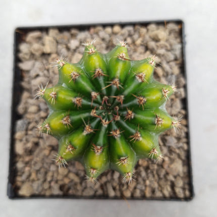 Hybrid Echinopsis f. variegate