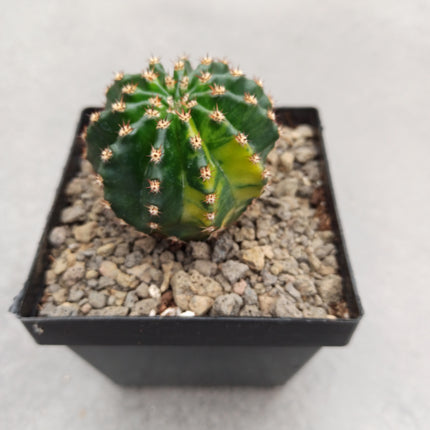 Hybrid Echinopsis f. variegate