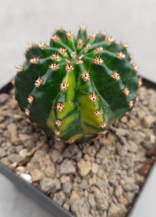 Echinopsis híbrido f. variegata