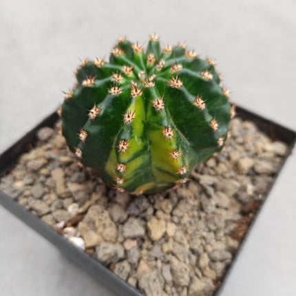 Hybrid Echinopsis f. variegate