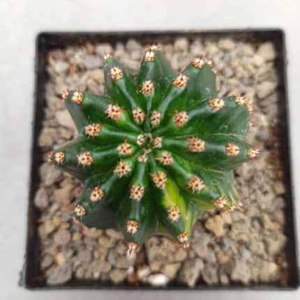 Hybrid Echinopsis f. variegate