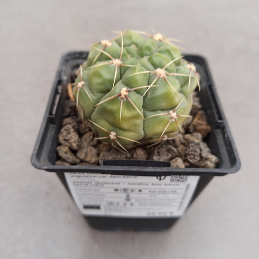 Gymnocalycium angulatum var. denudatum variegata