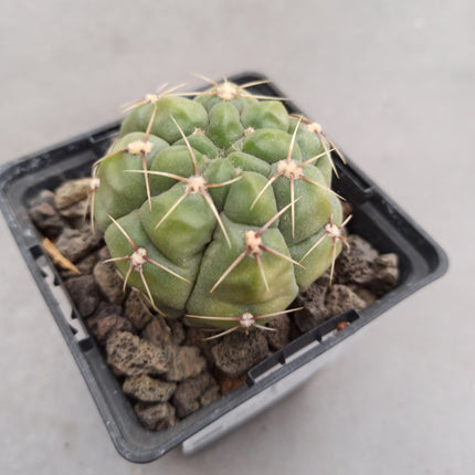 Gymnocalycium angulatum var. denudatum variegata