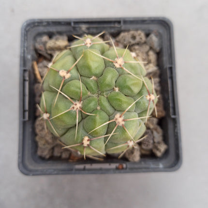 Gymnocalycium angulatum var. denudatum variegata