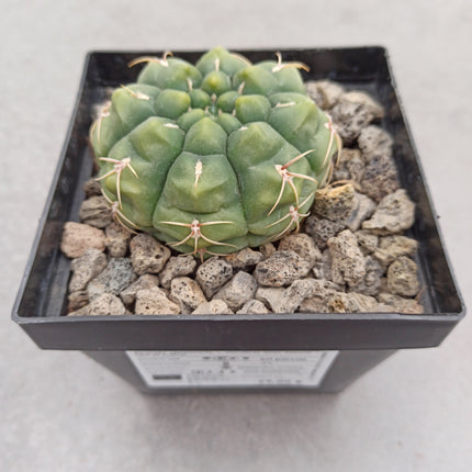 Gymnocalycium angulatum var. denudatum variegata