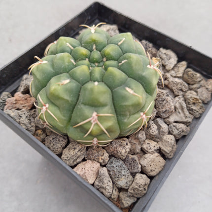 Gymnocalycium angulatum var. denudatum variegata