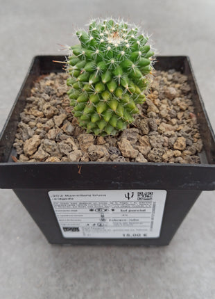 Mammillaria toluca f. variegata