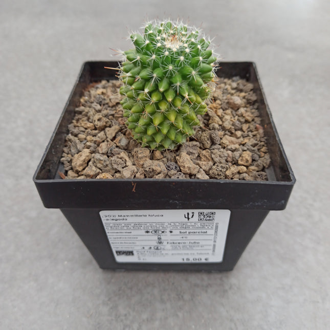 Mammillaria toluca f. variegate