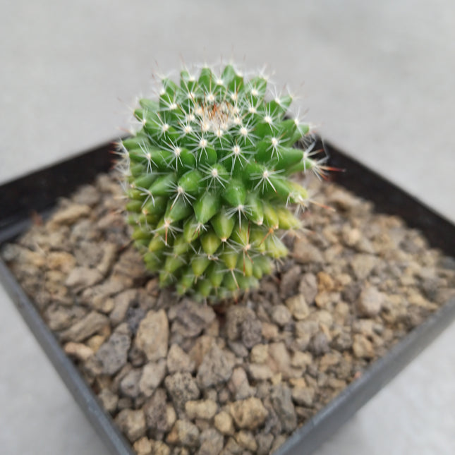 Mammillaria toluca f. variegate