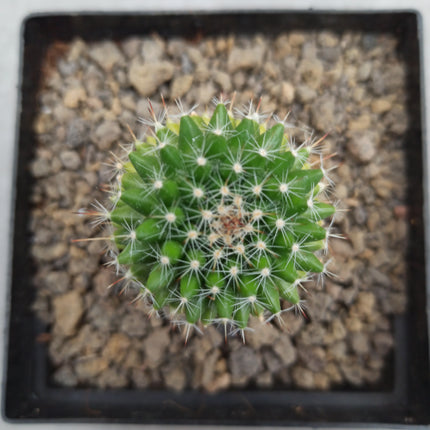Mammillaria toluca f. variieren