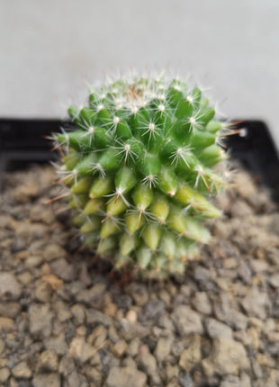 Mammillaria toluca f. variegata