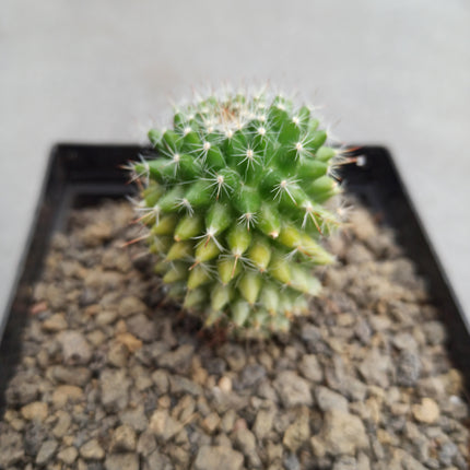 Mammillaria toluca f. variieren