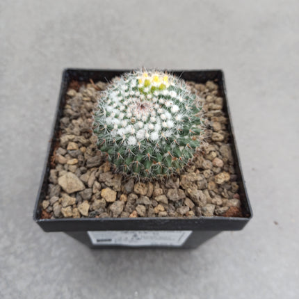 Mammillaria hahniana f. variegate