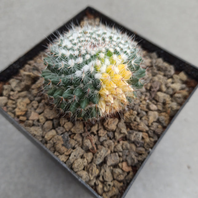 Mammillaria hahniana f. variegate