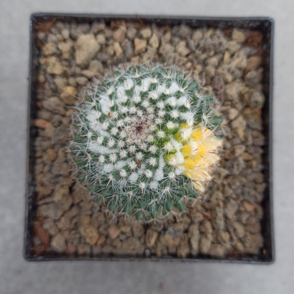 Mammillaria hahniana f. variegate
