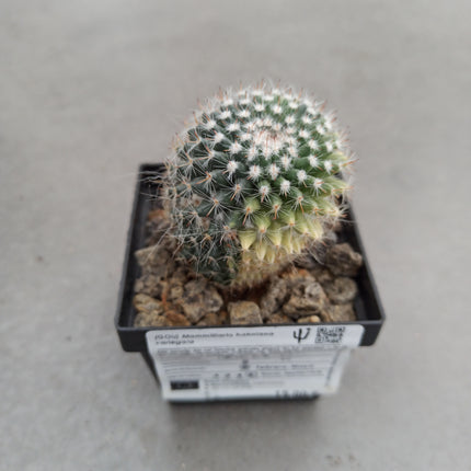 Mammillaria hahniana f. variegate