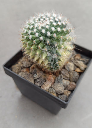 Mammillaria hahniana f. variegate