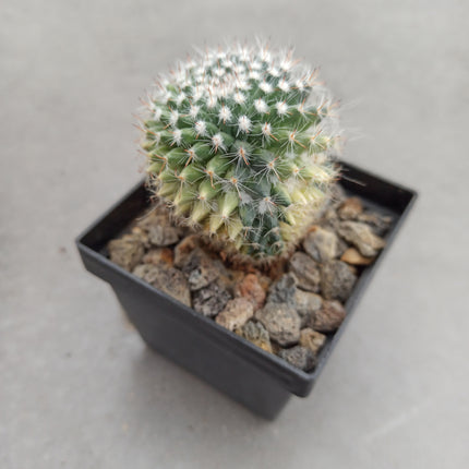 Mammillaria hahniana f. variegate