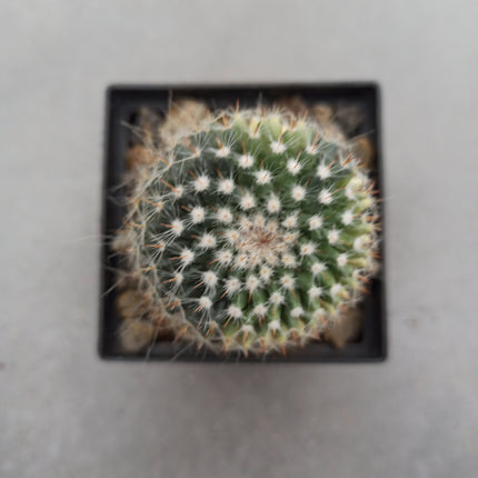 Mammillaria hahniana f. variegate