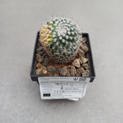 Mammillaria hahniana f. variegate