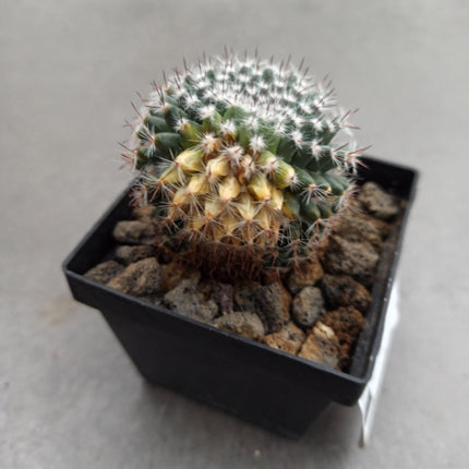 Mammillaria hahniana f. variegate