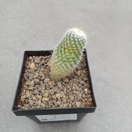 Mammillaria spinosissima f. variieren