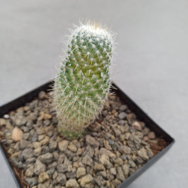Mammillaria spinosissima f. variegate