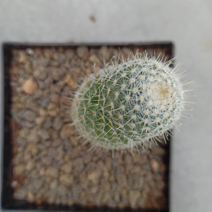 Mammillaria spinosissima f. variieren