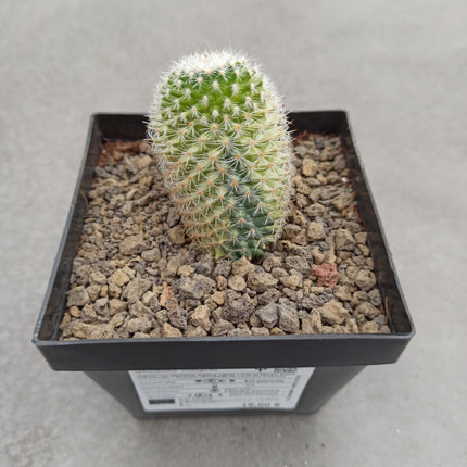 Mammillaria spinosissima f. variieren
