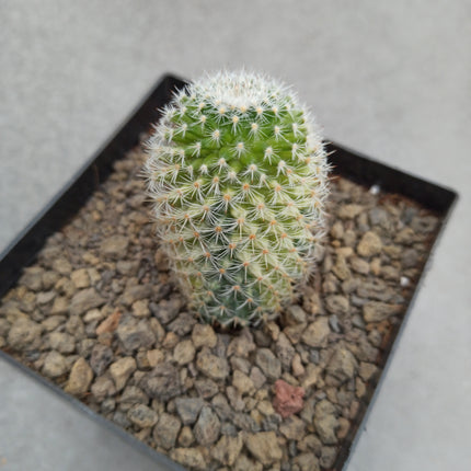 Mammillaria spinosissima f. variieren