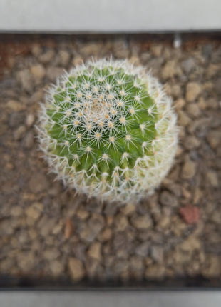 Mammillaria spinosissima f. variegate