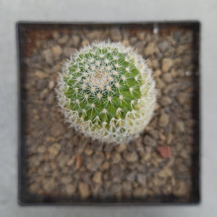 Mammillaria spinosissima f. variieren